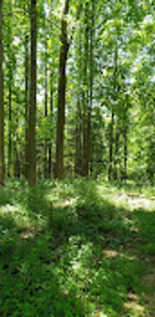 Centennial Park North