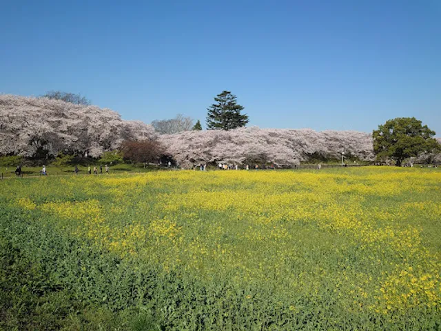 Playground Equipment