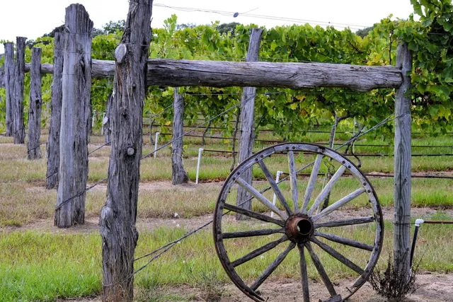 Whistling Duck Vineyards & Winery