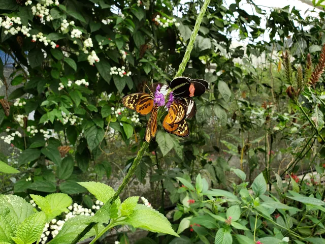 JARDIN DE LAS MARIPOSAS