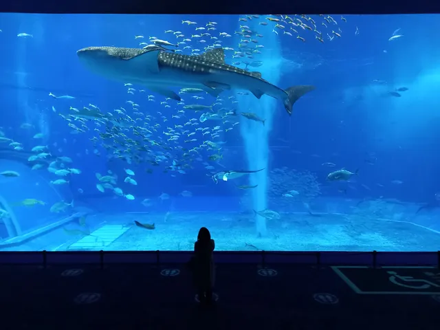 Ocean Expo Park Management Center Okinawa Churaumi Aquarium Aquarium Division,