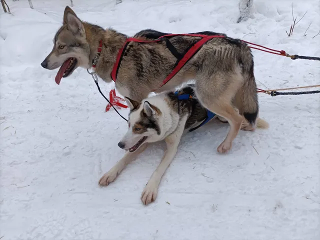 Raitola Reindeer & Husky Farm