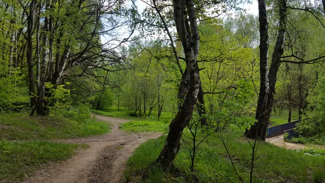 Khimkinskiy Lesopark