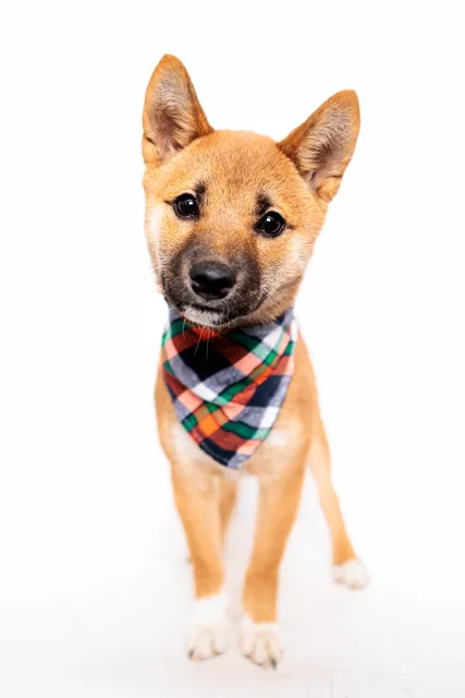 Kentucky Humane Society Sam Swope Pet TLC