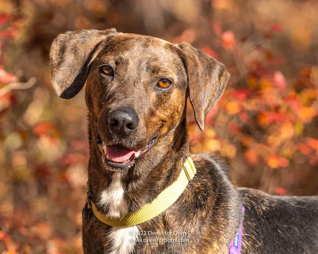 ARF - Animal Rescue Fund of the Hamptons