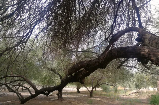 LoPiano Bosque Habitat