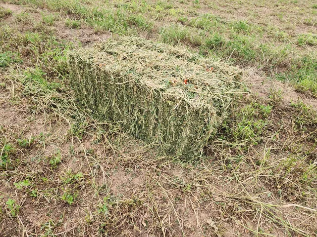 Algerynskraal Farm & Magoos on 62