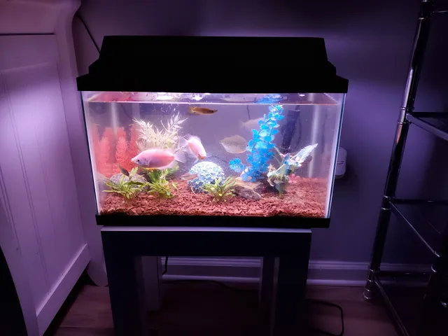 Aquariums By JJ