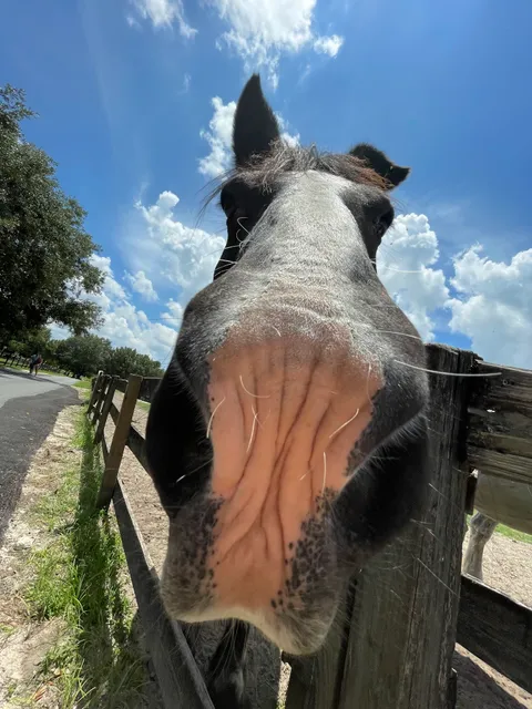 Retirement Home for Horses Inc Alachua Fla