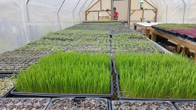 Bodega Nursery by Old School Produce LLC