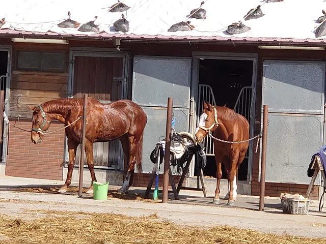 The University of Tokyo Equestrian Team