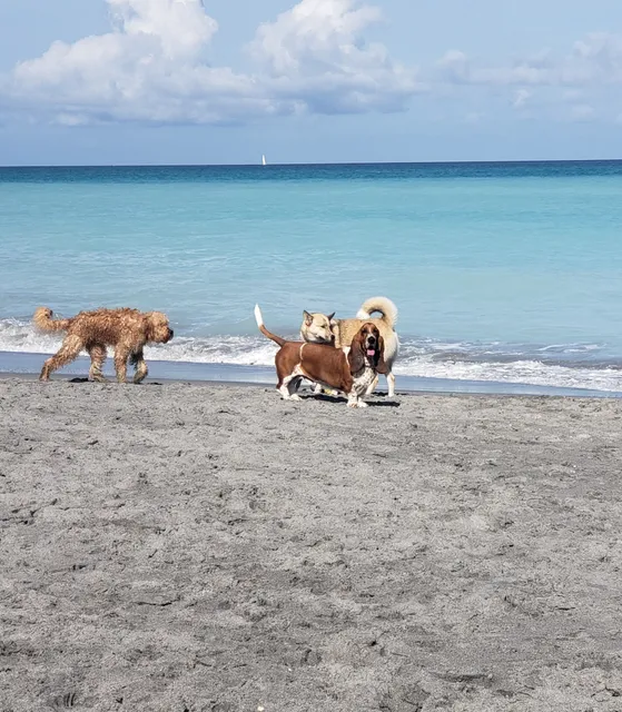 Dog Beach