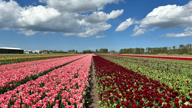 Tulip Store Showgarden