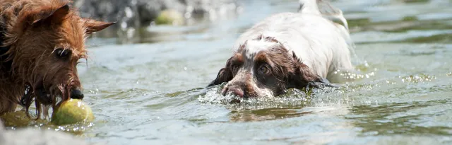 Hondenzwemvijver 'Ut Poeleke'