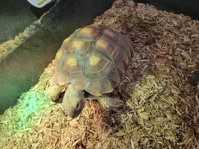 Jungle Bob's Reptile World