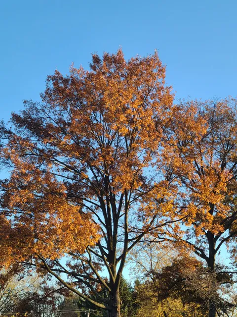 West Norriton Twp Recreation