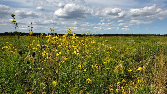 Forest Preserves of Cook County