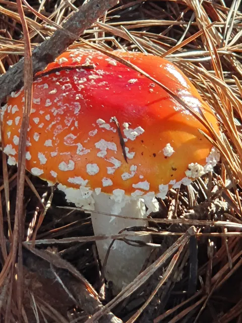 Le Conte Trail, Montara