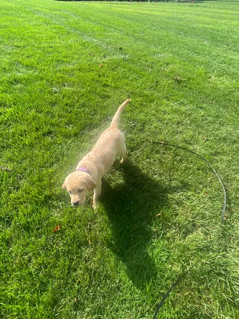 Pet Stop of the Hudson Valley