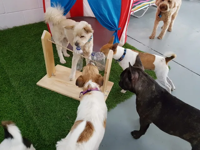 Doggy Day Care Brisbane