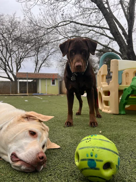 Paw Paw's Dog House - Mansfield