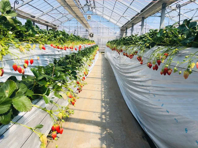 Koshigaya Strawberry Town