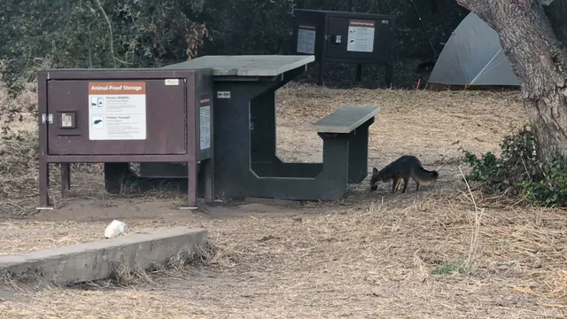 Santa Cruz Island Del Norte Backcountry Campground
