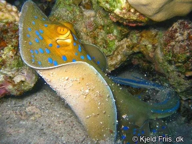 Sea Dancer Dive Center