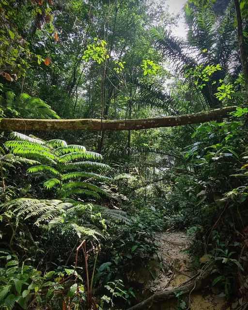 Bukit Gasing Via Hillpark Trailhead