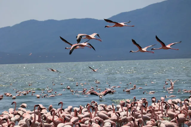 Lake Bogoria