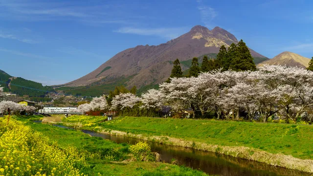 Ōita River Side Cherry blossom trees