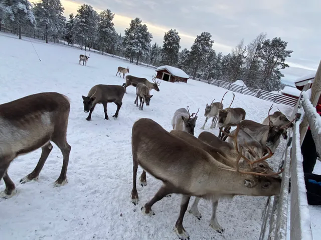 Torassieppi Reindeer Farm