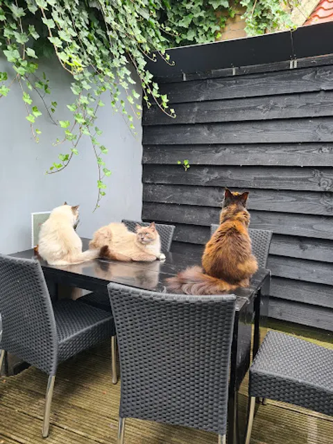 All Joor's raskattencafé