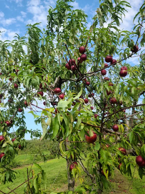 Haydens Orchard