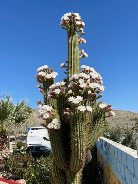 Americas Best Value Inn & Suites Joshua Tree National Park