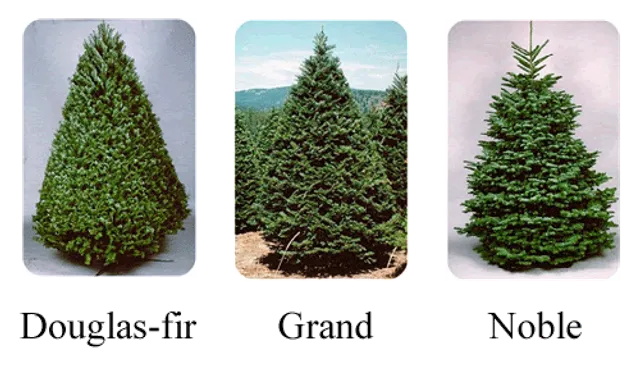 Enchanted Country Christmas Trees