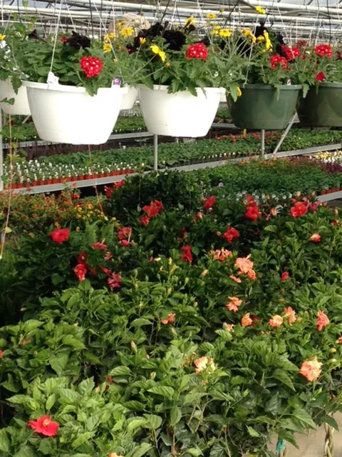 Bultema Farms & Greenhouses, Inc.