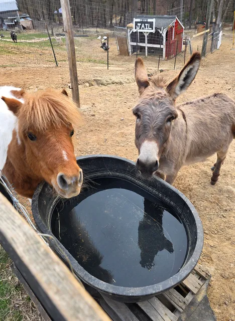 Farm at Little Fox Hollow