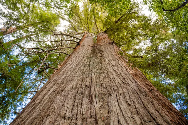 Old Growth Redwoods in Bear Creek