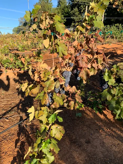 Sierra Starr Vineyard & Winery