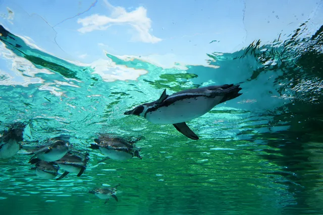 ペンギンパーク＆アシカワーフ