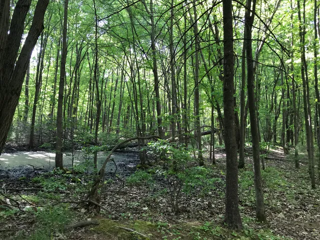 Central Park Hike/ Mtb Trail Head