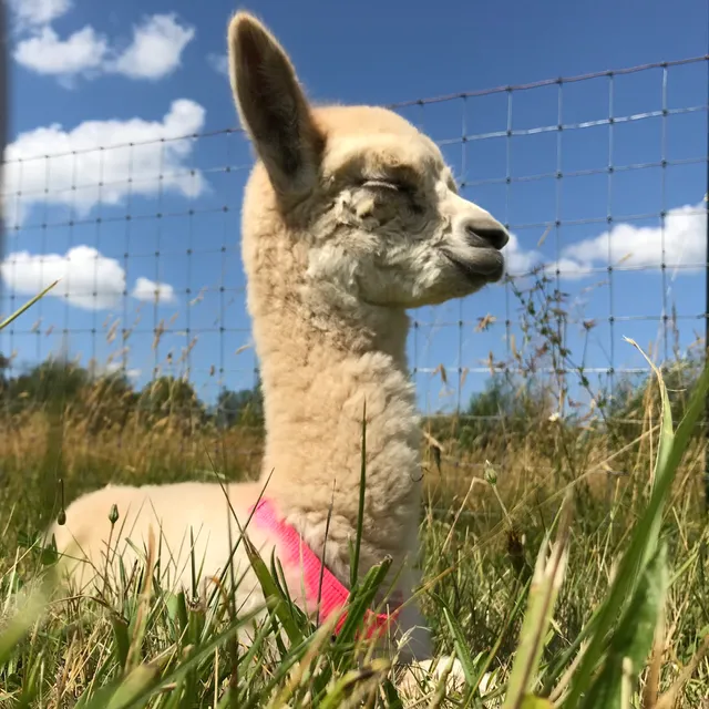 G.Tribe Alpacas