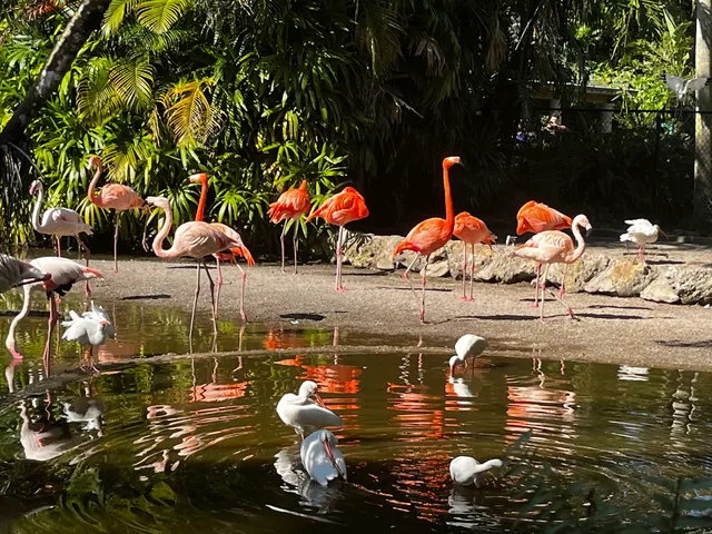 Flamingo Pond