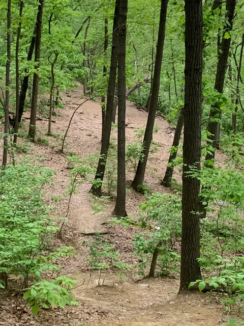 Rosedale Disc Golf Courses