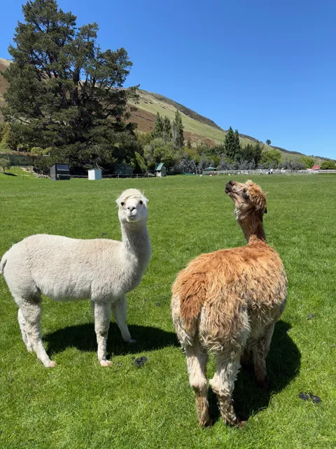 Glenorchy Animal Experience