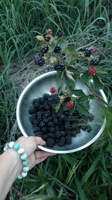 Forbidden Fruits Farm