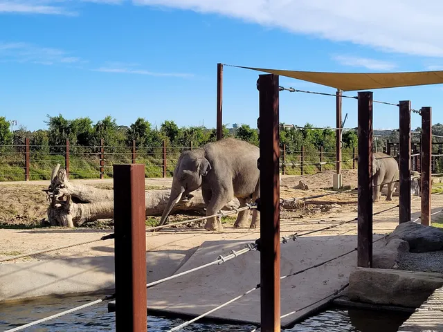 Elephant - Sydney Zoo