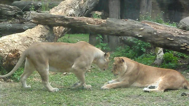臺北市立動物園非洲獅區