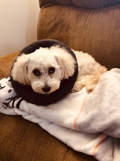 Paws For A Cause Vet Care